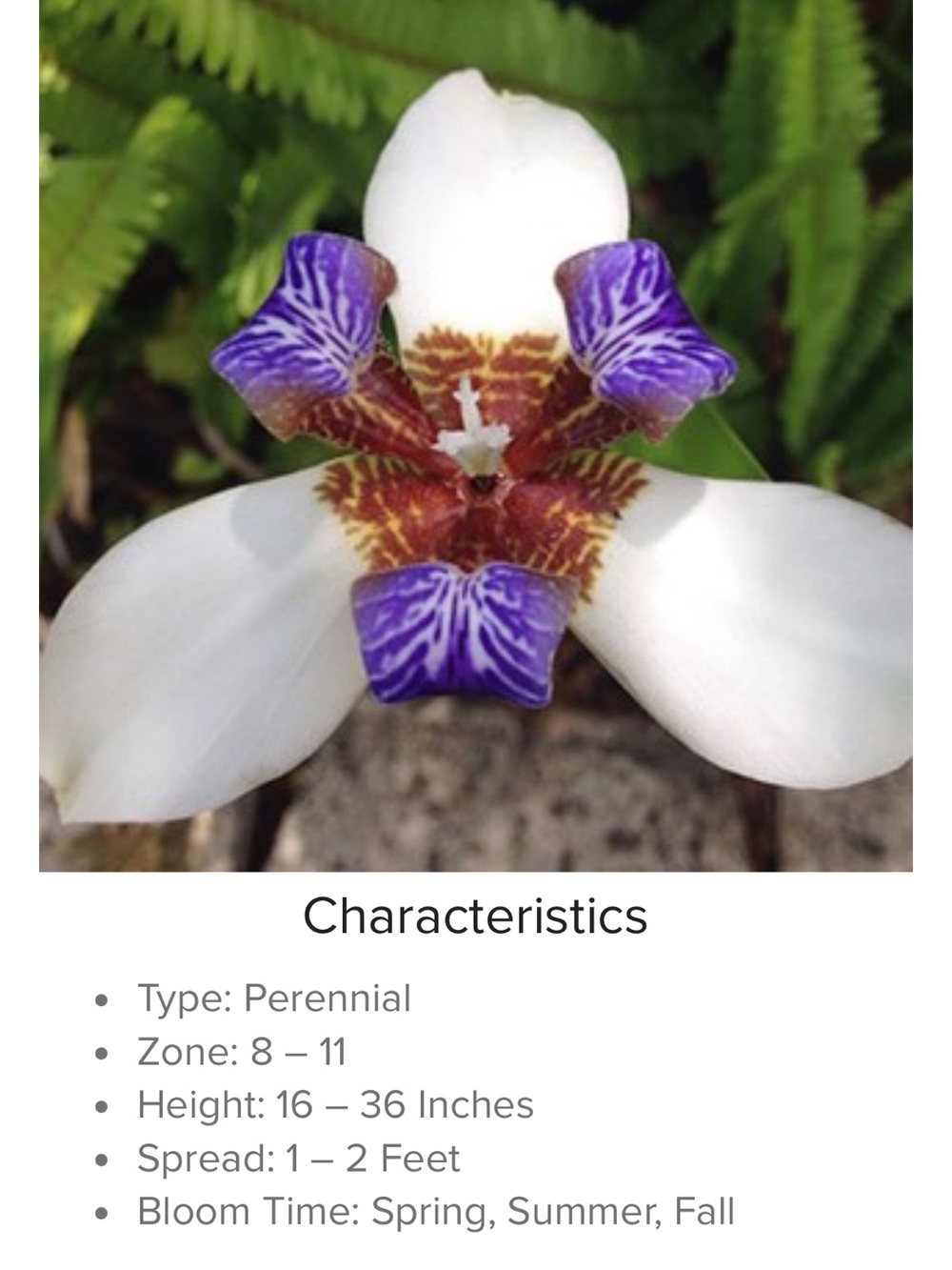 2 plants Walking Iris White Purple Flower orchid like make beautiful houseplants